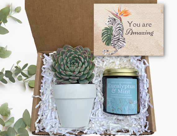 You Are Amazing Gift - Plant Care Package - Succulent Gift Box - Friend Gift - Employee Appreciation Day Gifts - Corporate Gifting