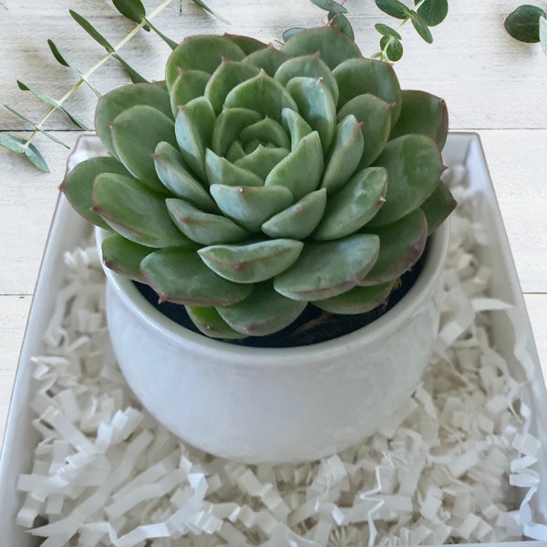 Build a Box Item - Succulent in White Ceramic Pot