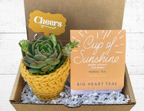 Cheers Gift Box - Care Package - Plant Gift Box - Succulent with Plant Cozy, Cheers Plant Stake and Tea for Two - Congratulations Gift