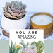 Succulent Gift Box - You Are Amazing Gift - Friend Gift - Send a Gift - Employee Appreciation Day Gifts - Corporate Gifting 