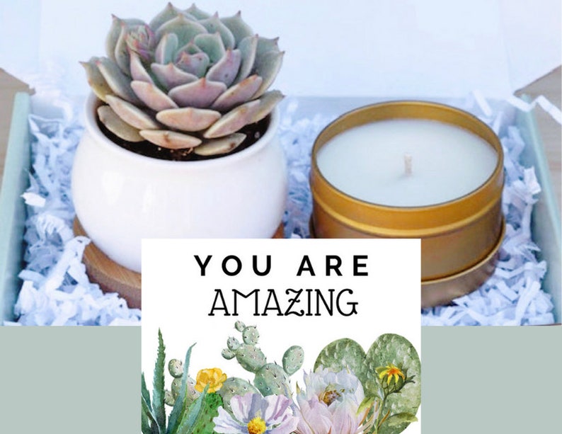 Succulent Gift Box - You Are Amazing Gift - Friend Gift - Send a Gift - Employee Appreciation Day Gifts - Corporate Gifting 