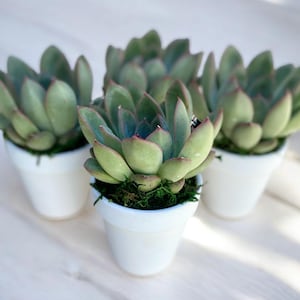Build a Box - Mini Succulent in White Clay Pot