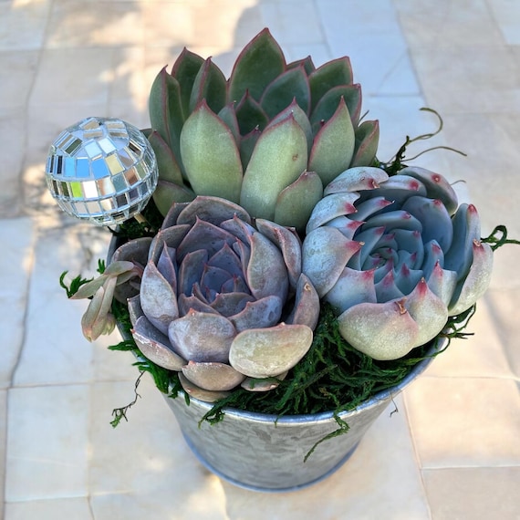 Succulent Arrangement Gift - Plant Gift - Plant Arrangement Gift - 5 inches tall -Choose Your Card Message - Gift for Client - Free Shipping