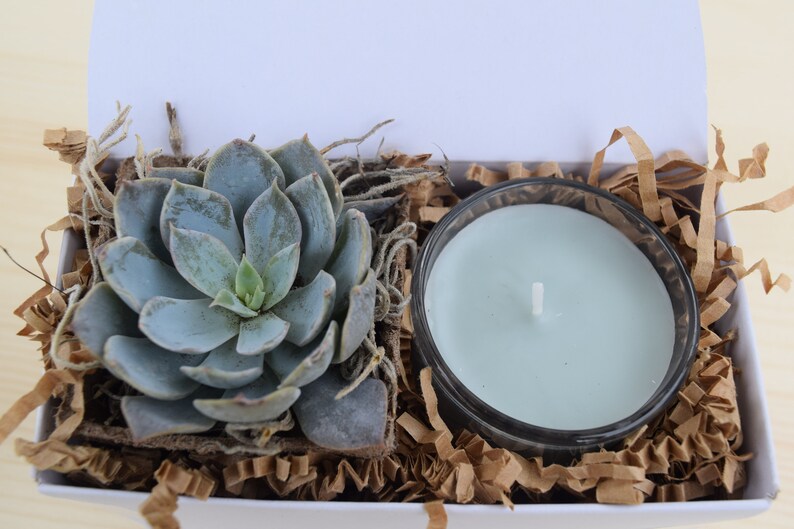 Succulent Gifts Succulent Care Package Gifts that Grow Best Friend Gift Send a Gift Succulent Gift Box Happy Birthday Gift