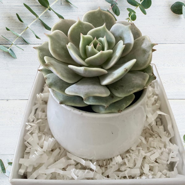Build a Box Item - Succulent in White Ceramic Pot