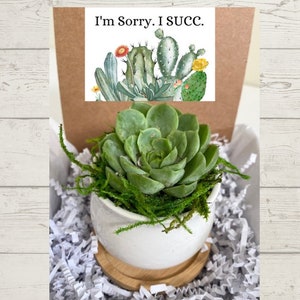 Lo siento I SUCC Mini regalo suculento - Suculenta en maceta de cerámica con bandeja de bambú - Suculenta viva de 2,5 pulgadas - Regalos que crecen - Planta de disculpa