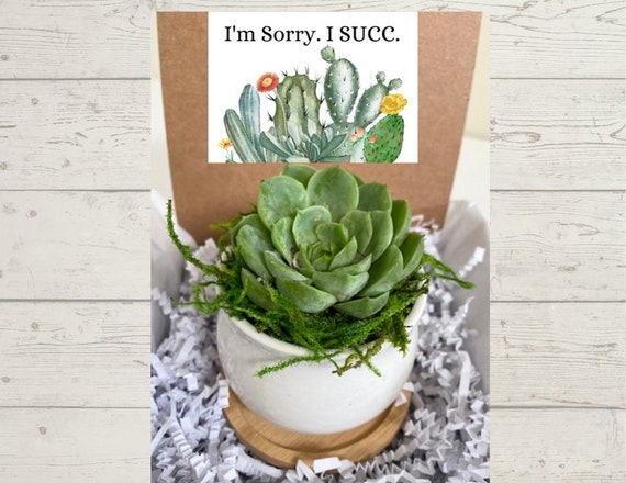 I'm Sorry I SUCC Mini Succulent Gift - Succulent in Ceramic Pot with Bamboo Tray - 2.5 Inch Live Succulent - Gifts that Grow - Apology Plant
