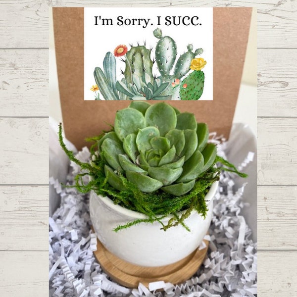 I'm Sorry I SUCC Mini Succulent Gift - Succulent in Ceramic Pot with Bamboo Tray - 2.5 Inch Live Succulent - Gifts that Grow - Apology Plant