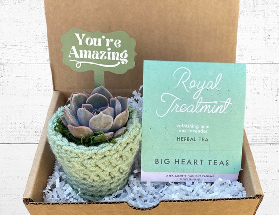You're Amazing Gift Box - Care Package - Plant Gift Box - Succulent with Plant Cozy, You're Amazing Plant Stake and Tea for Two