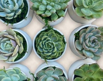 Build a Box Item - Mini Succulent in White Ceramic Pot with Bamboo Tray