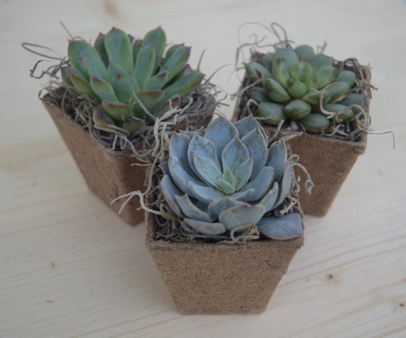 Succulent Gifts Succulent Care Package Gifts that Grow Best Friend Gift Send a Gift Succulent Gift Box Happy Birthday Gift