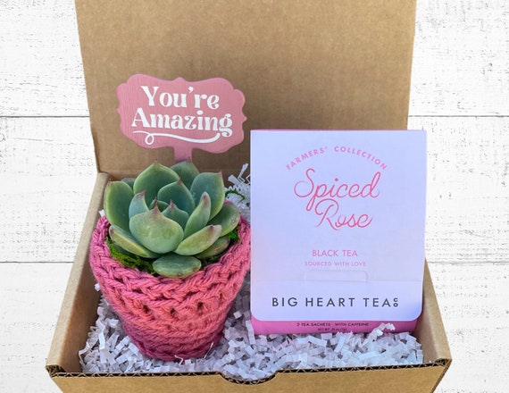 You're Amazing Gift Box - Care Package - Plant Gift Box - Succulent with Plant Cozy, You're Amazing Plant Stake and Tea for Two
