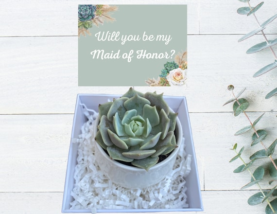 Maid of Honor Proposal Gift - Succulent Gift - Plant Gift -Bridesmaid Favors - Will You Be My Maid of Honor?