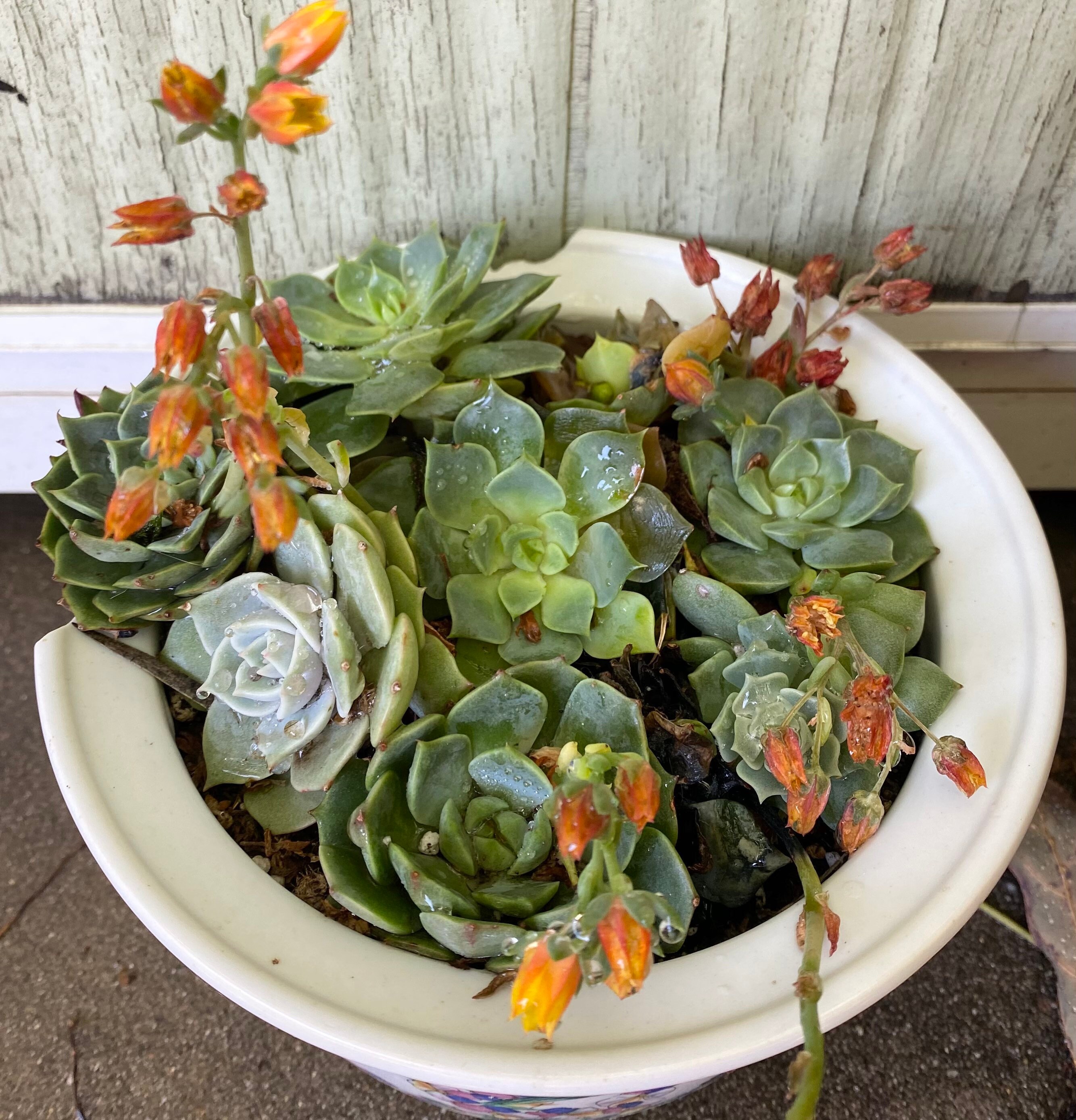 Bulk 2inch Succulent Tray 64 Pack of Bulk Succulent Plants Etsy