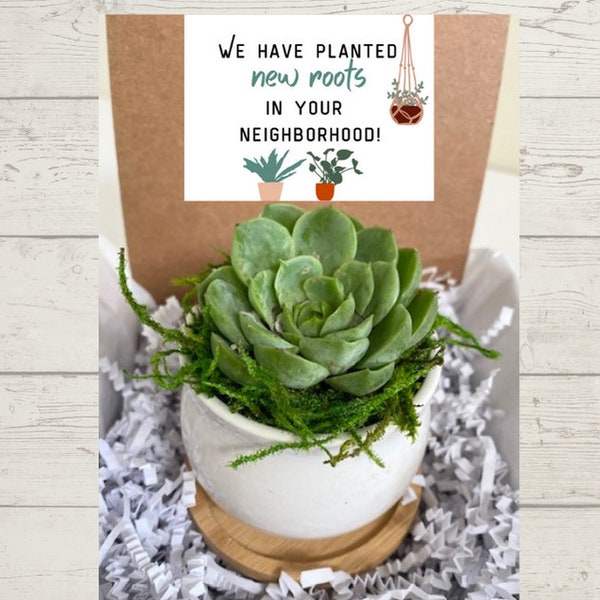 Meet the Neighbors Mini Succulent Gift - Succulent Care package - Succulent Gift Box - Gifts that Grow - Introduction Gift to New Neighbors