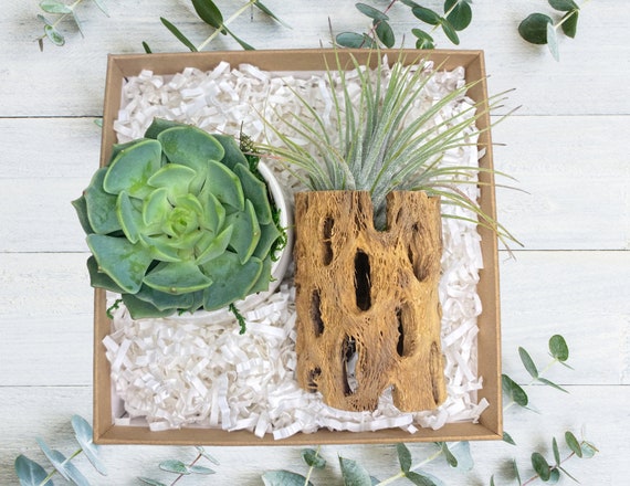 Plant Care Package - Gift Box - Succulent Gift Box - Plant Gifts - Choose Your Card - Employee Gift - Birthday - New Home - Thinking of You