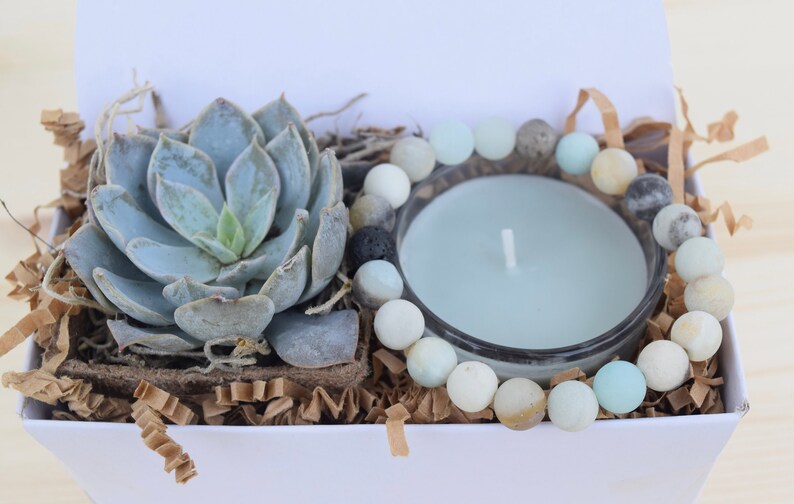 Succulent Gifts Succulent Care Package Gifts that Grow Best Friend Gift Send a Gift Succulent Gift Box Happy Birthday Gift