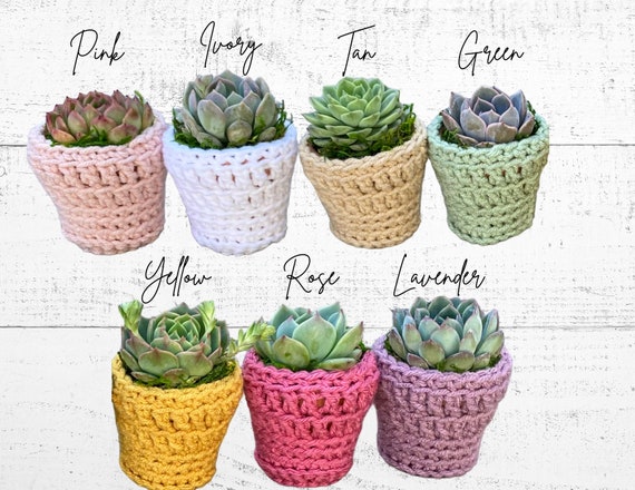 Build a Box - Succulent with Plant Pot Cozy - Succulent in Hand-Crocheted Pot Cozy