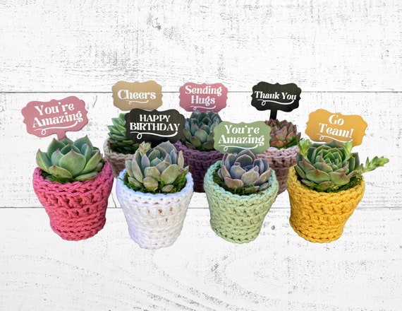 Build a Box - Succulent with Plant Pot Cozy & Plant Stake - Succulent in Hand-Crocheted Pot Cozy with Plant Stake