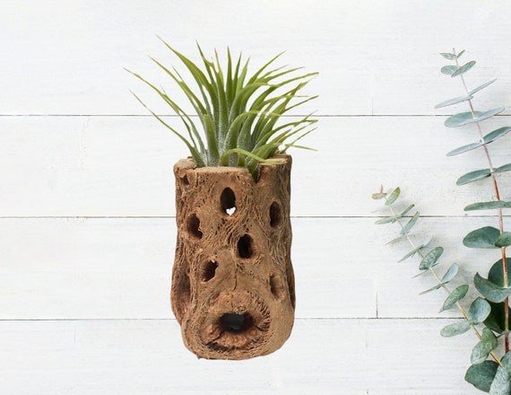 Build a Box Item - Air Plant in Cholla Wood Holder