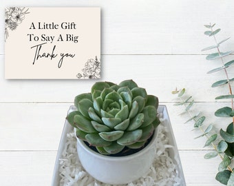 Employee Appreciation Gift - Employee Plant Gift - Thank You Employee Gift - Employee Appreciation Day - Can Ship to Individual Addresses!