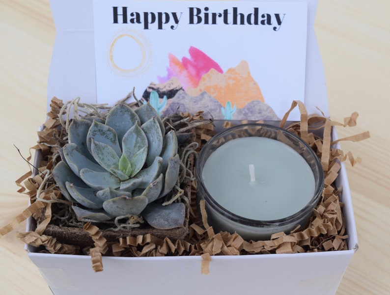 Succulent Gifts Succulent Care Package Gifts that Grow Best Friend Gift Send a Gift Succulent Gift Box Happy Birthday Gift