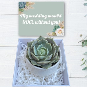 Wedding Favors - Mini Succulent Care Package- Plant Gift Basket - Succulent Gift - Gifts that Grow - My Wedding Would SUCC Without You