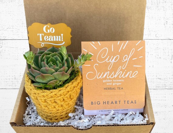 Team Gift Box - Care Package - Plant Gift Box - Succulent with Plant Cozy, Go Team Plant Stake and Tea for Two