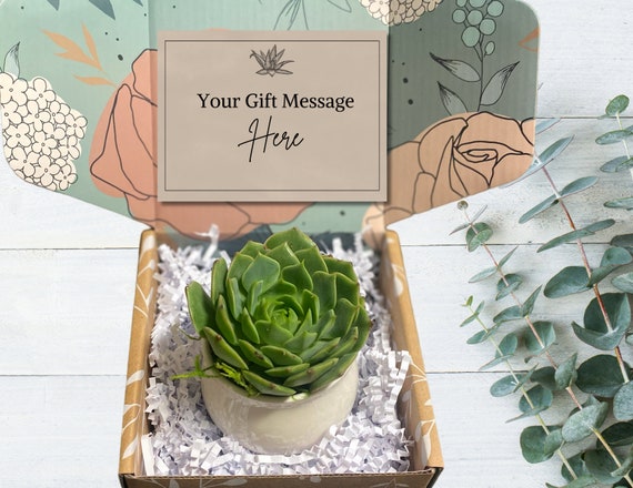 Succulent Gift - Customize Your Card - Succulent in Ceramic Pot - Choose Your Card Message - Employee Gift - Client Gift