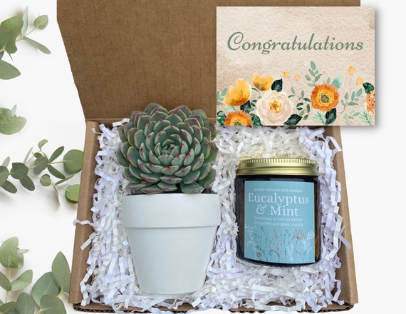 Congratulations Succulent Gift - Plant Care Package - New Job Gift - Achievement Gift