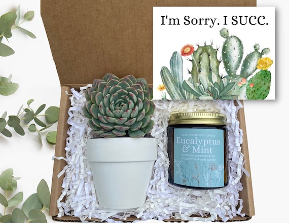 I'm Sorry. I SUCC Gift Box- Succulent Apology Gift -  I'm Sorry Gift - Send a Gift - Succulent Gifts - Gifts that Grow - Send an Apology Box