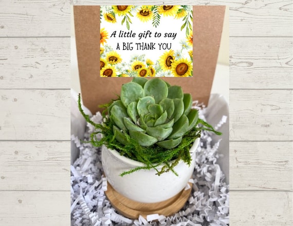 Thank You Succulent Gift