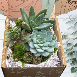 Succulent Arrangement Gift - Plant Gift - Plant Arrangement Gift - Choose Your Card Message - Gift for Client - Free Shipping