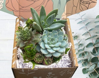 Cadeau composition succulente - Cadeau plante - Cadeau composition plante - Choisissez le message de votre carte - Cadeau pour le client - Livraison gratuite