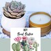 Soul Sister Gift Box - Send a Gift - Care Package - Succulent Gifts - Gifts that Grow - Plant Gift Box - BFF Gift - Friendship Gifts 