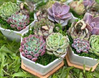 Succulent Arrangement Gift Box - Ceramic Pot Plant Gift box - Choose Your Card - New Home - Birthday - Thank You - Realtor Gifts