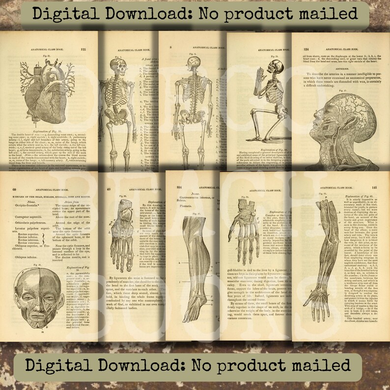 Vintage Anatomy Book Pages 10 Piece Printable Set Vintage Anatomy Ephemera Mixed Media Anatomy ...