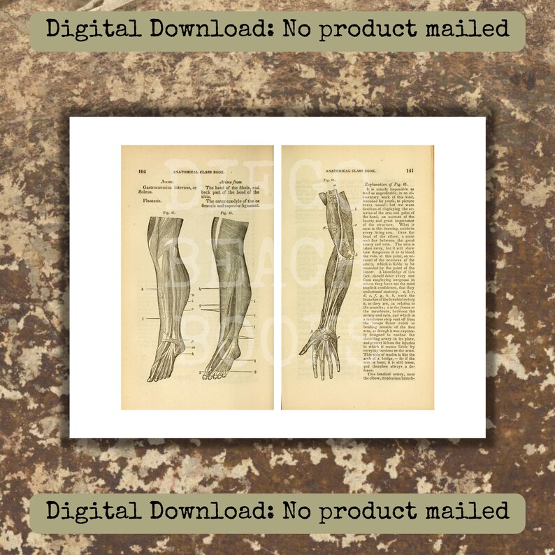Vintage Anatomy Book Pages 10 Piece Printable Set Vintage Anatomy Ephemera Mixed Media Anatomy ...