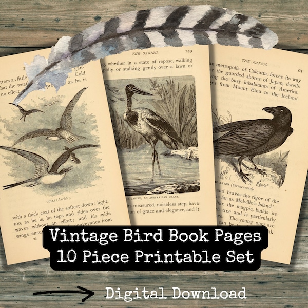 Vintage Bird Book Pages 10 Piece Digital Download Set Vintage Bird Ephemera Printable Set