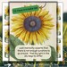 Sunflower 20 Piece Printable Encouragement Card Set Sunflower Ephemera ...