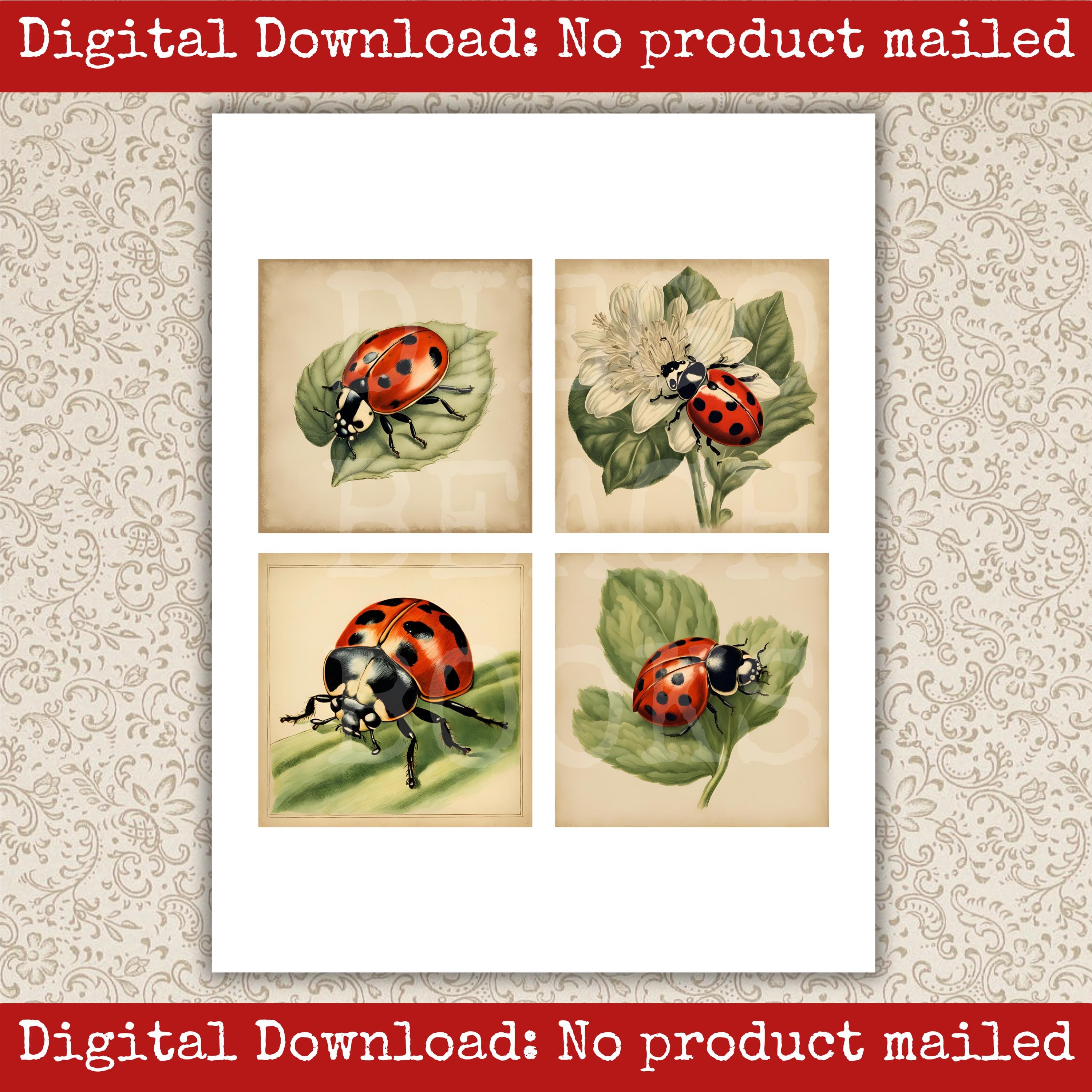 Ladybug Image Pack Printable Vintage Garden Scrapbook Cards Junk ...