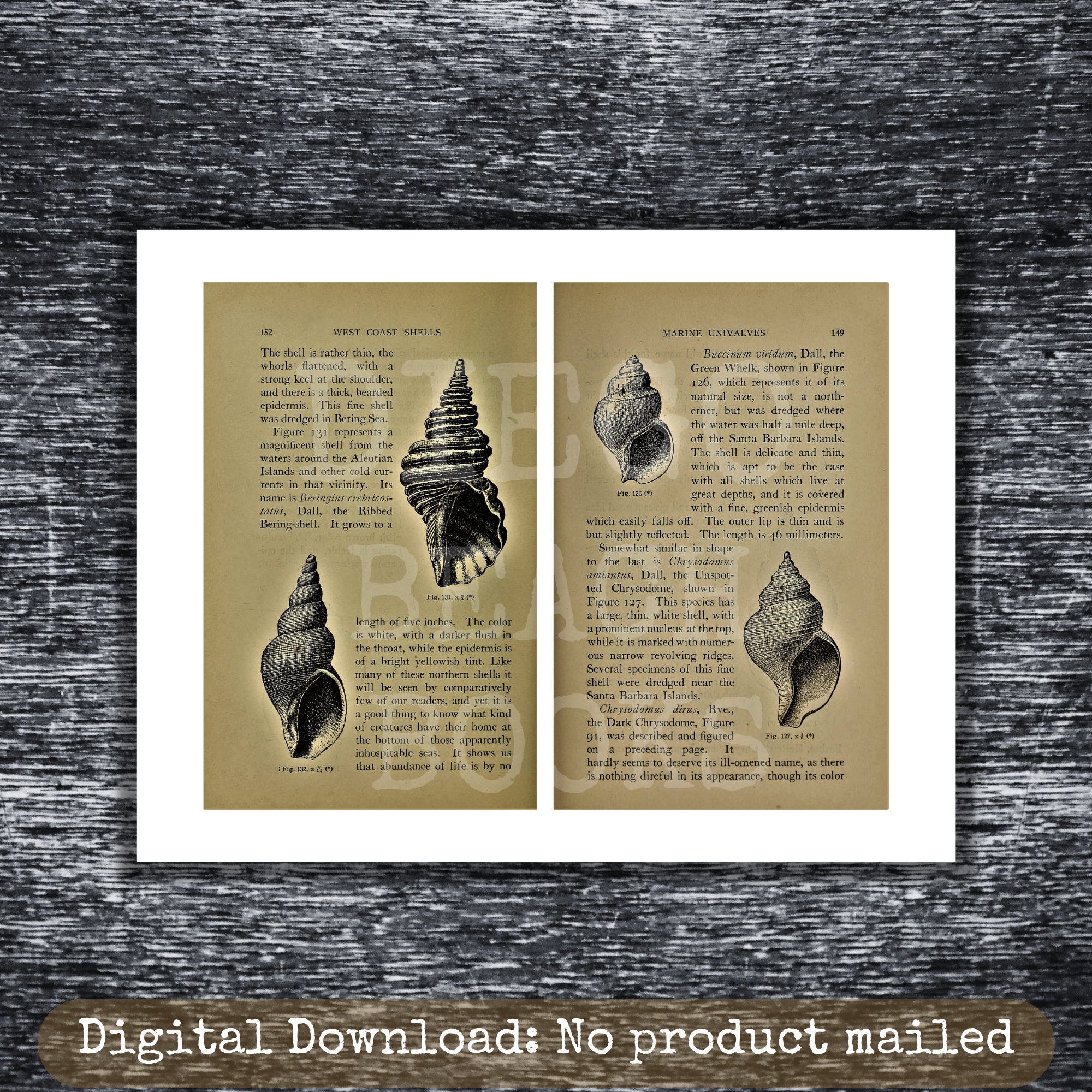 Open Sea Shell Writeable Ocean Shell Book Pages Printable Beach Ephemera Vintage 1911 Antique ...