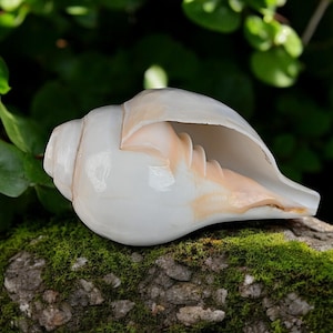 Natural White Puja Blowing Shankh Conch Shell Hindu Religion Pooja Use (6 Inches) Religious Gift Collection Accessories Tools Spiritual Gift