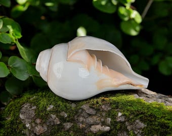 Conch Shell (Shankh) In Puja: Why Do We Blow The Conch Shell (Shankh) Before Puja? Know its