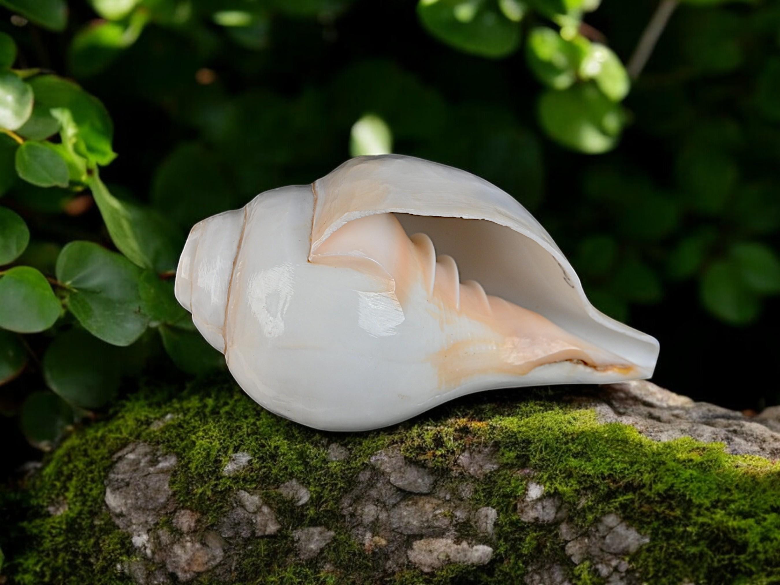 Natural White Puja Blowing Shankh Conch Shell Hindu Religion Pooja