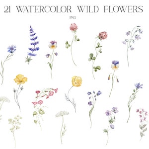 Fleurs sauvages, Aquarelle, Clipart floral, Fleurs sauvages, Coquelicot, Bleuet, Campanule, Pansies, Pois souris, Trèfle, Prairie, Plantes, Champ, PNG