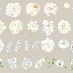 Akwarela Białe Kwiaty Clipart Magnolia Zawilec Lilia Calla Róża Piwonia Orchidea Begonia Hidrangea Elementy Liście Roślina Cyfrowy Clip Art PNG