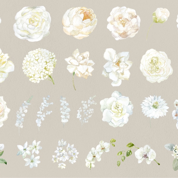 Watercolor White Flowers Clipart Magnolia Anemone Lily Calla Rose Peony Orchid Begonia Hidrangea Elements Leaves Plant Digital Clip art PNG