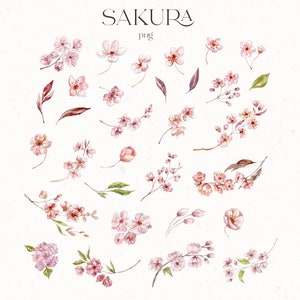 Sakura Blossom Cherry Watercolor Ramas Floral Clipart Botanical Logo Rosa Floral Decoración Cumpleaños Boda Primavera Naturaleza Hojas PNG