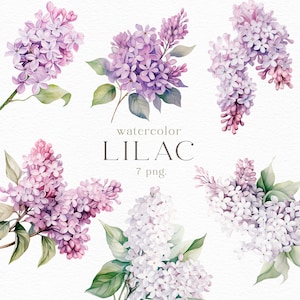 Acuarela Flores Lilas, Imágenes Prediseñadas, Flor, Hoja, Blanco, Púrpura, Floral, Rama, Jardín, Boda, Tarjeta, Árbol, Ramitas, Decoración, PNG